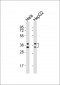 HNRNPA1 Antibody (C-term)